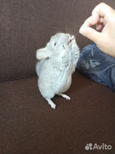 Шиншилла девочка