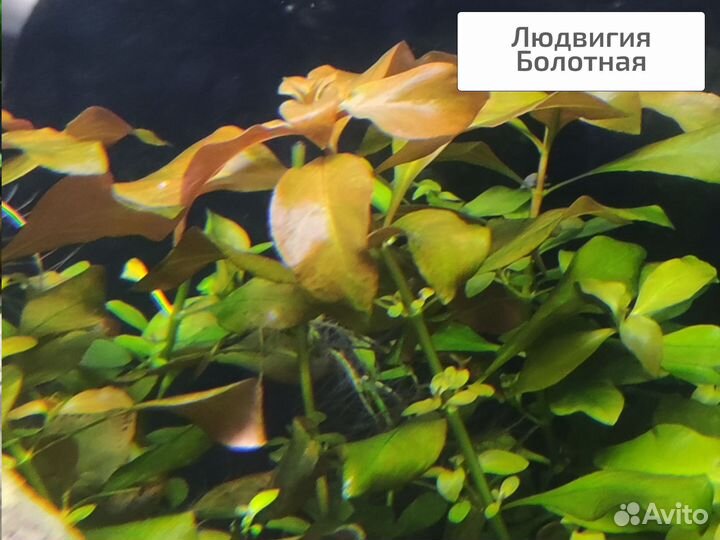 Аквариумные растения живые