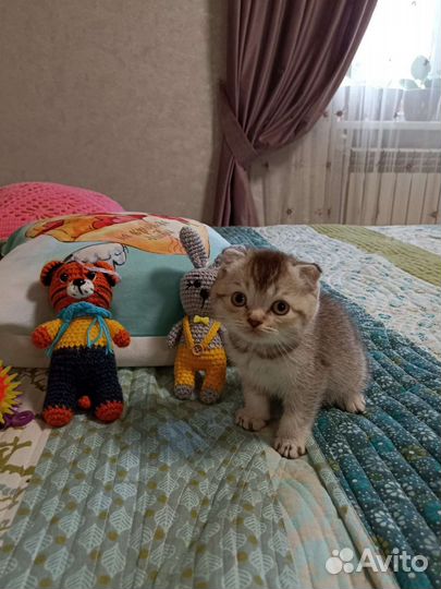 Шотландская порода