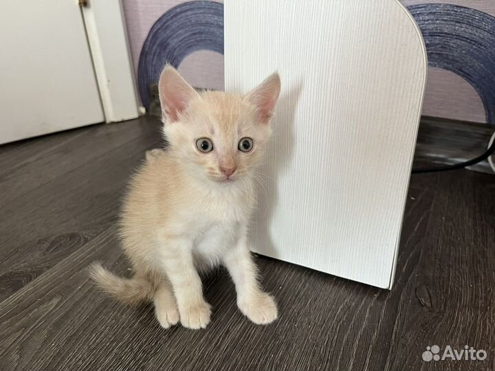 Котята в добрые руки 1 месяц даром