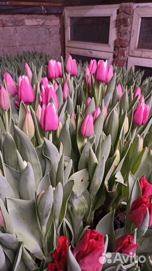 Тюльпаны в Армавире