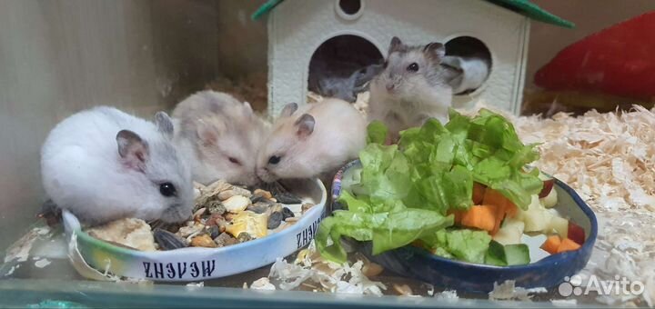 Хомяки джунгарские