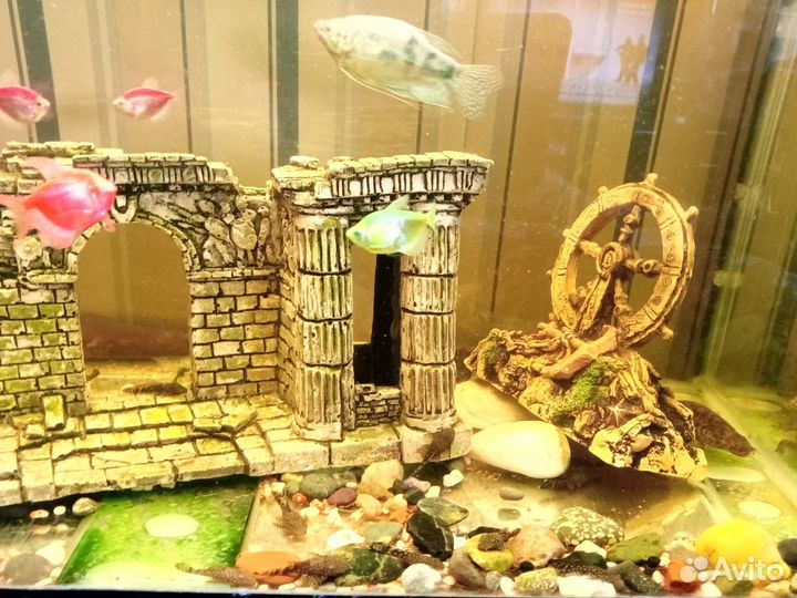 Аквариум с рыбками