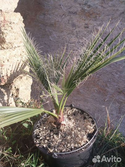 Пальма вашингтония