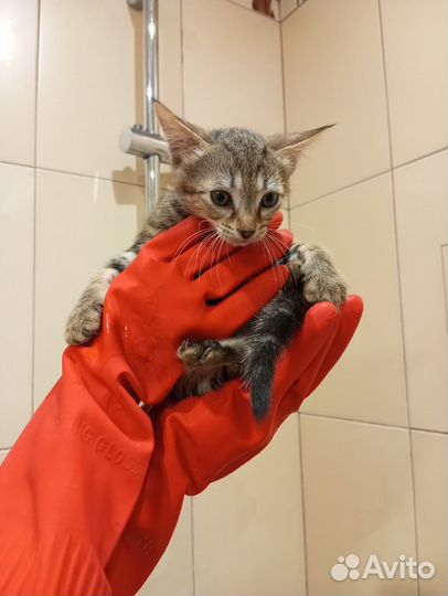 Кошка в дар бесплатно