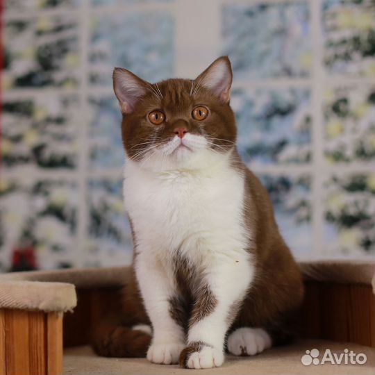 Нарядный британский мальчик циннамон биколор