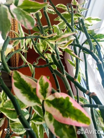 Педилантус