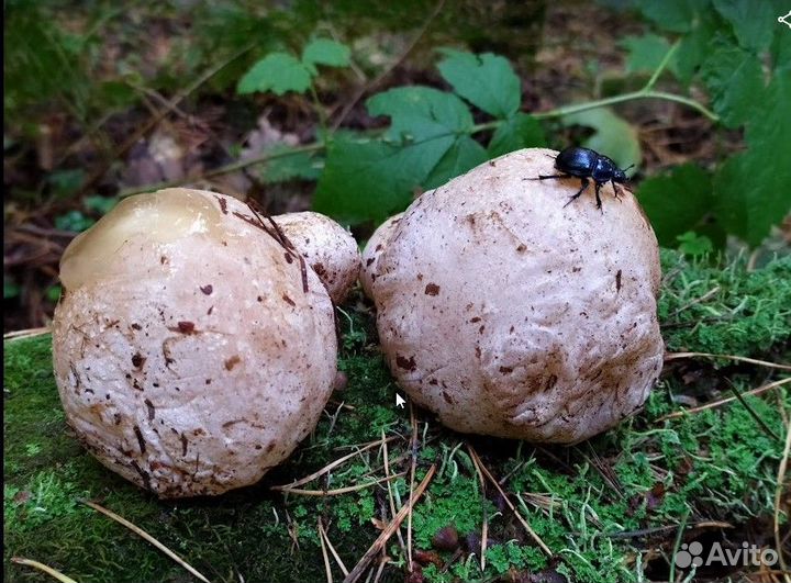 Гриб Веселка (Москва Муэр пория Эноки Рейши Эноки
