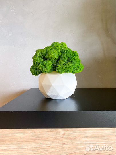 Стабилизированный мох панно