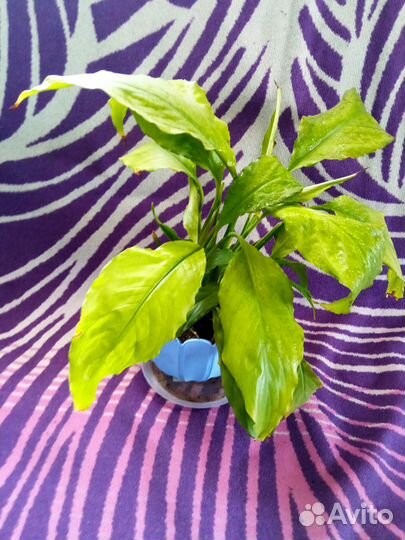 Спатифиллум