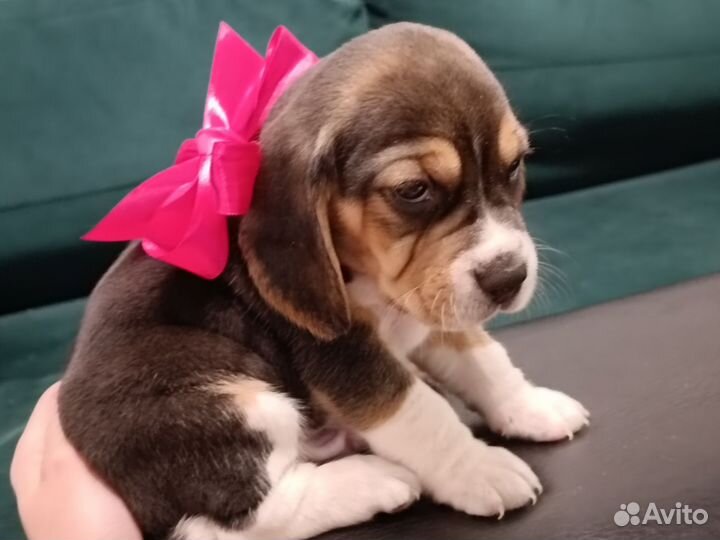 Щенки породы бигль