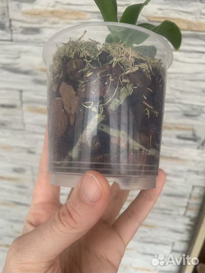 Lueddemaniana x sib орхидея фаленопсис