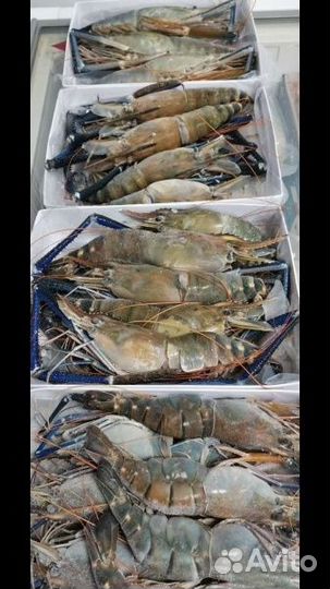 Креветка Скампи