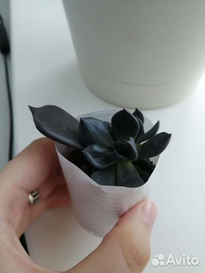 Эхиверия. Суккуленты