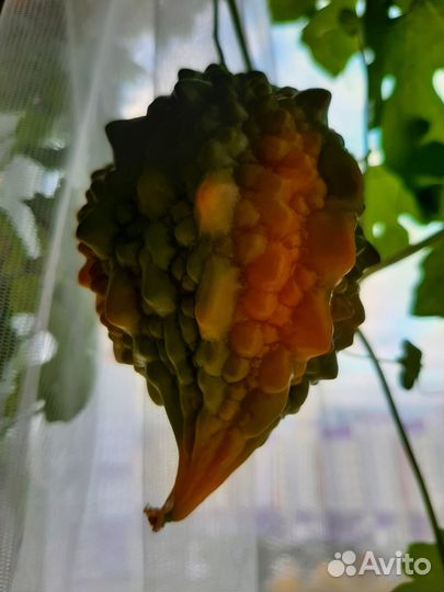 Лимоны и другие комнатные растения