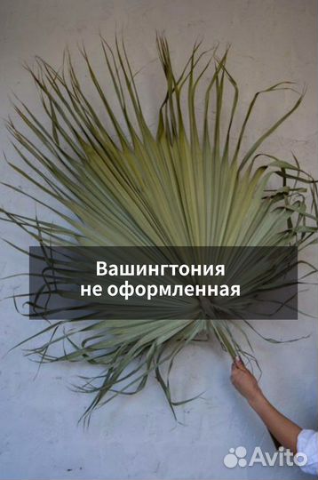 Пальмовые листья