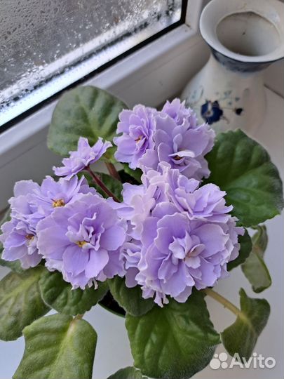 Фиалки сортовые