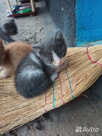 Отдам в добрые руки котят