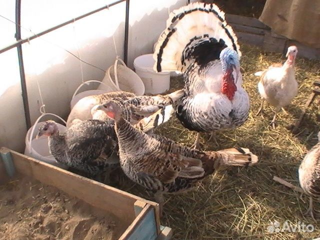 Инкубационное яйцо индейки и индюшата