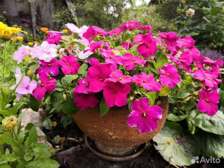 Цветок Бальзамин в Амфорном Горшке