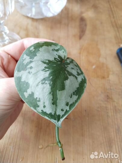 Сциндапсус пиктус треби