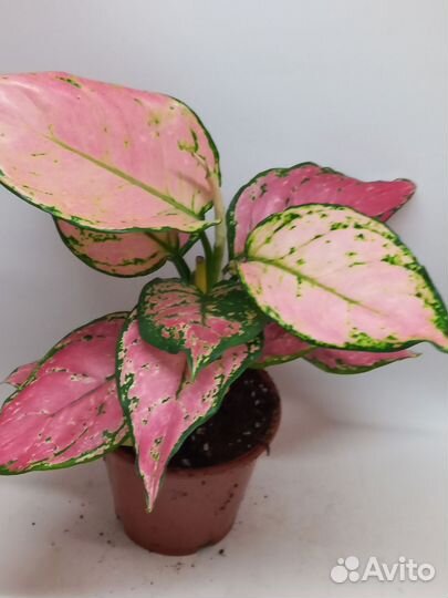 Аглаонема пинк джилли