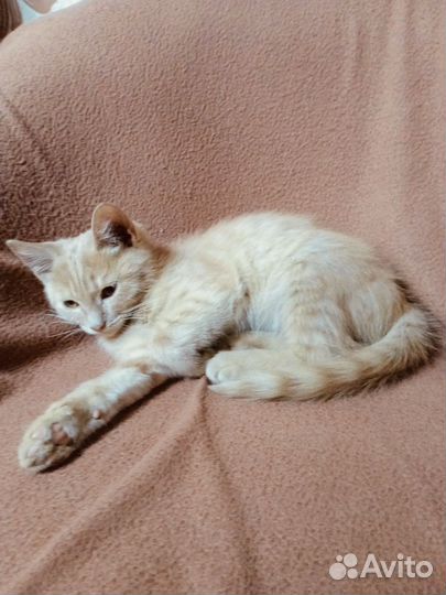 Котенок рыжик