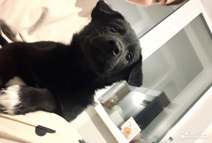 Собака в добрые руки