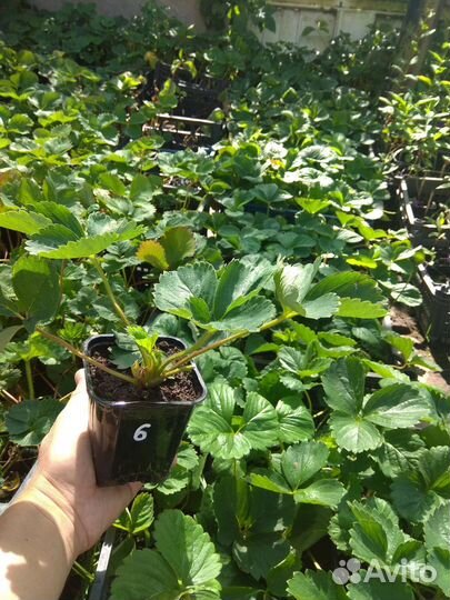 Усы Виктории