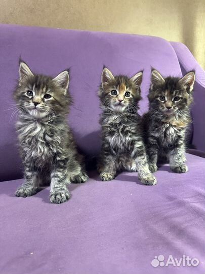 Котята мейн-кун