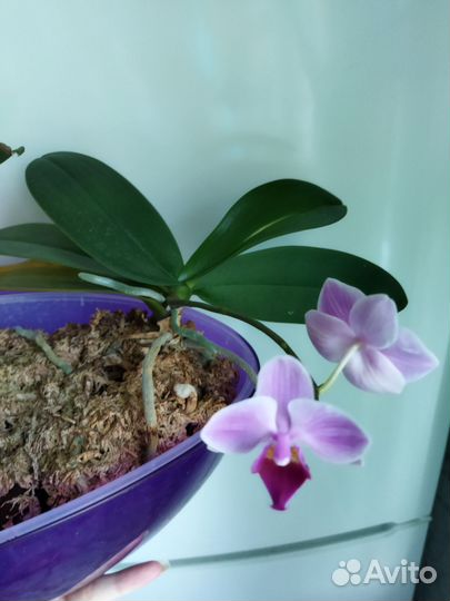 Орхидея фаленопсис