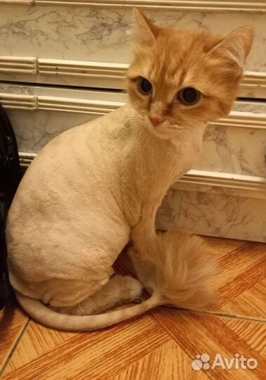 Кошки в добрые руки бесплатно