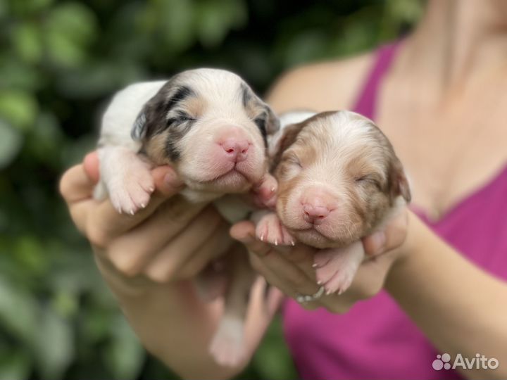 Австралийская овчарка аусси