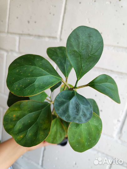 Фикус Голден Ливз