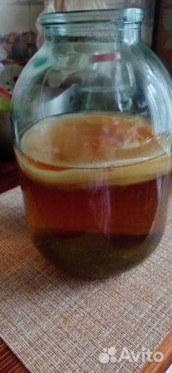 Чайный гриб