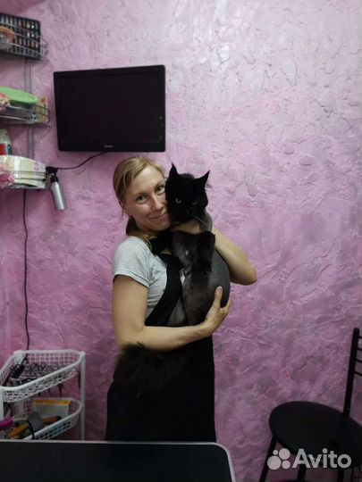 Стрижка котов и кошек