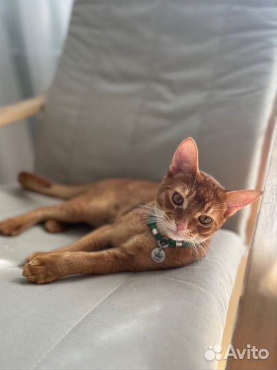 Абиссинский кот вязка