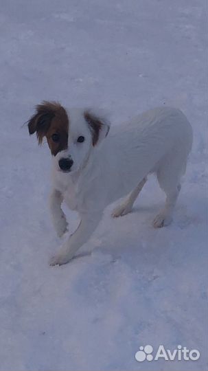 Щенок джек рассел