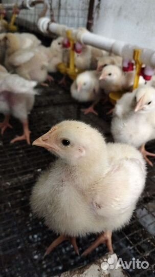 Цыплята бройлеры