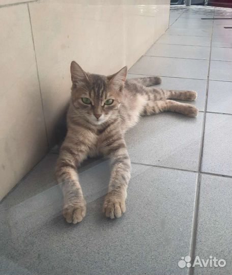 Молодая зеленоглазая кошечка в добрые руки