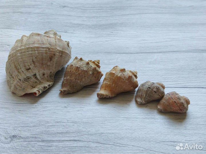 Ракушки морские