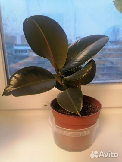 Цветы домашние в горшках