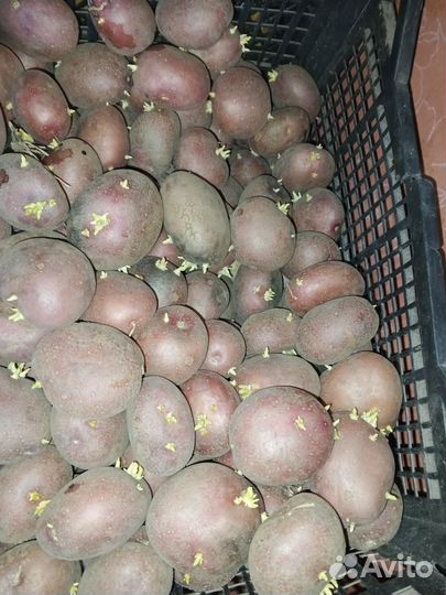 Семенной картофель