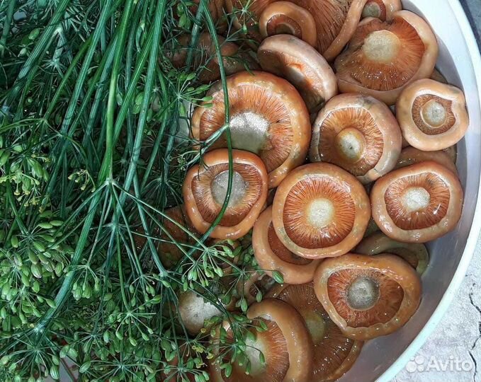 Хрустящие рыжики