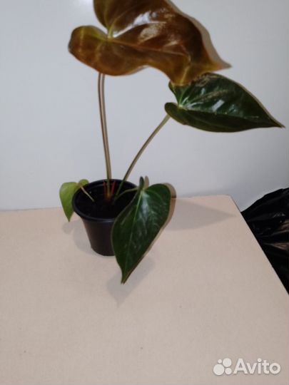 Антуриум деликата