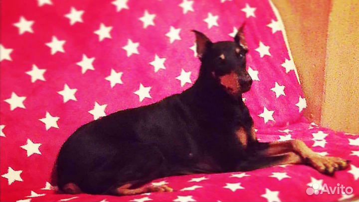 Передержка домашних животных