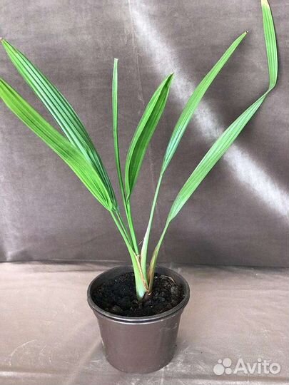 Финиковая пальма