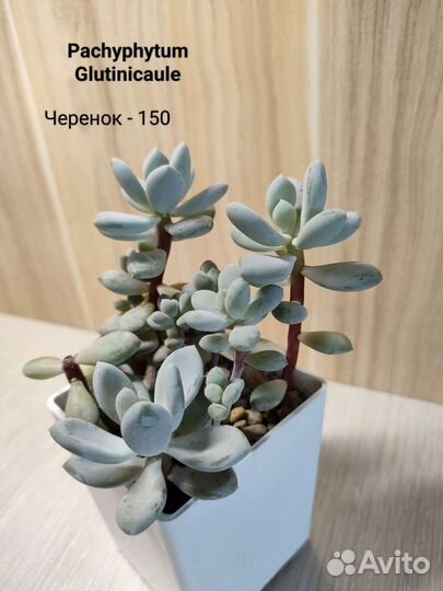 Суккуленты ч. 1
