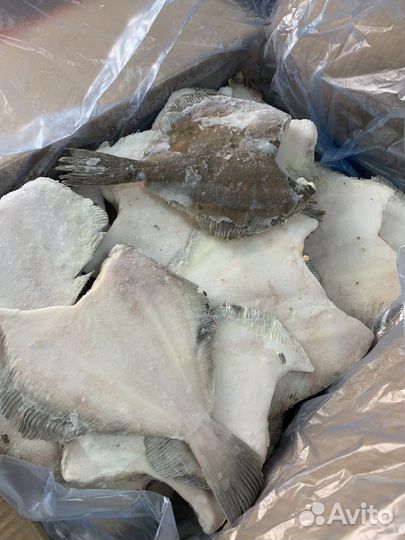 Камбала с/м