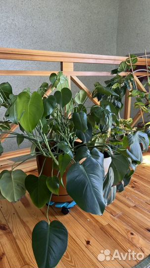 Монстера прекрасная